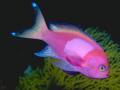 Poisson 025